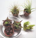 Cryptanthus Bromeliads